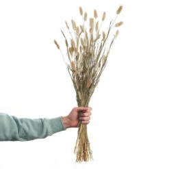 Coupon ⌛ BUTLERS FLOWER MARKET Trockenblumen Lagurusgras Länge 70cm 🛒