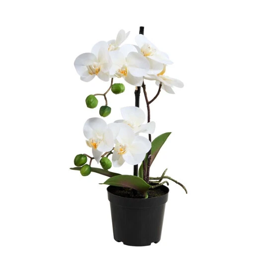 Angebote ⌛ BUTLERS FLORISTA Orchidee Im Topf 35 Cm 🎁
