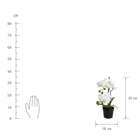 Angebote ⌛ BUTLERS FLORISTA Orchidee Im Topf 35 Cm 🎁 – Bild 3
