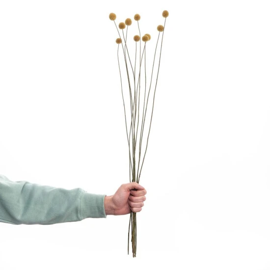 Blitzangebot 🌟 BUTLERS FLOWER MARKET Trockenblumen Craspedia Länge 70cm 🔔