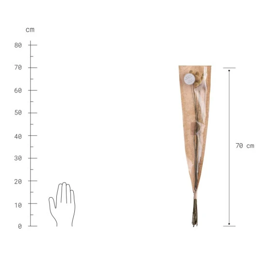 Blitzangebot 🌟 BUTLERS FLOWER MARKET Trockenblumen Craspedia Länge 70cm 🔔 – Bild 3