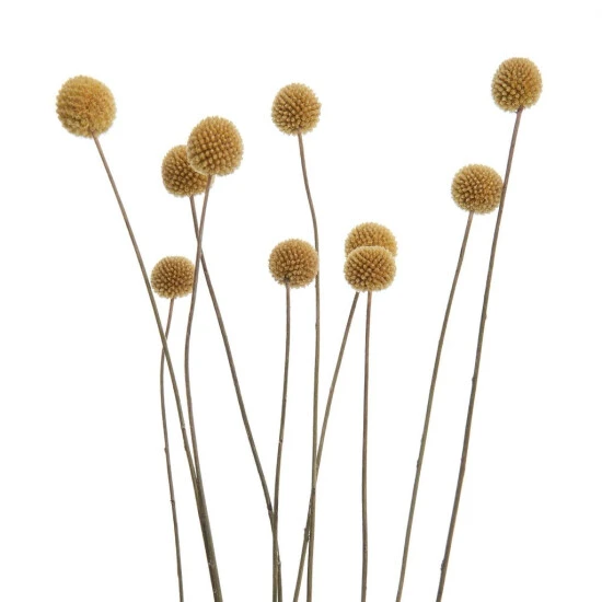 Blitzangebot 🌟 BUTLERS FLOWER MARKET Trockenblumen Craspedia Länge 70cm 🔔 – Bild 4