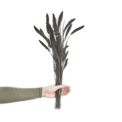 Bester Verkauf ✔️ BUTLERS FLOWER MARKET Trockenblumen Setaria Länge 60cm 😉